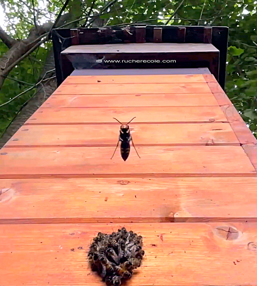 Frelon asiatique - au trou de vol de notre ruche