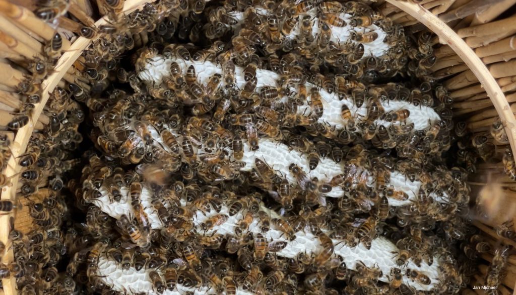 nid des abeilles bee tower